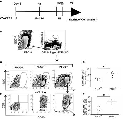 PTX3 Deficiency Promotes Enhanced Accumulation and Function of CD11c+CD11b+ DCs in a Murine Model of Allergic Inflammation